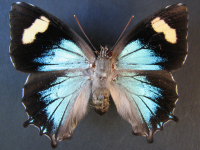 Ogyris genoveva - Adult